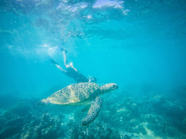Tartaruga verde e adolescente nadando debaixo d 'água — Fotografia de Stock