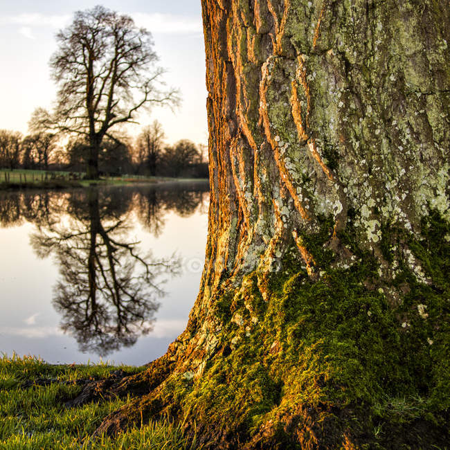 Vista panorámica de gran árbol por río - foto de stock