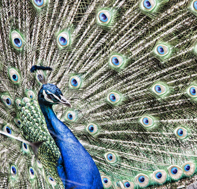 Portrait of peacock with beautiful colorful tale — Stock Photo