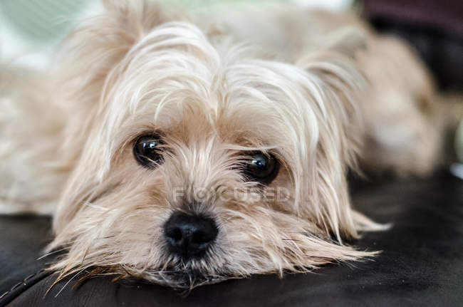 Retrato de um cão terrier yorkshire branco deitado no sofá — Fotografia de Stock