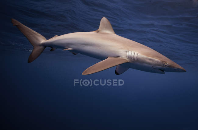Vista subacquea dello squalo setoso in piscina — Foto stock