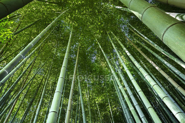Низкоугол обзора бамбука в парке Киото, Япония — стоковое фото