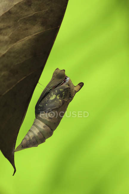 Métamorphose de la teigne sur fond vert flou — Photo de stock