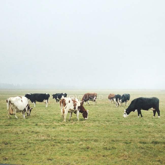 Manada de vacas pastando en pastos verdes en la mañana brumosa - foto de stock