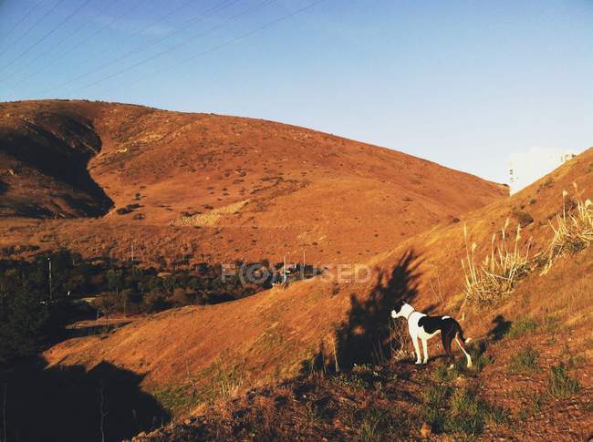 Vista panorâmica do cão em pé na colina — Fotografia de Stock
