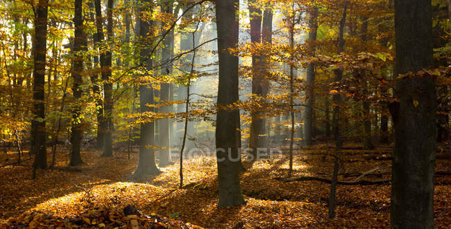 Majestosa vista da bela floresta com luz solar cênica — Fotografia de Stock