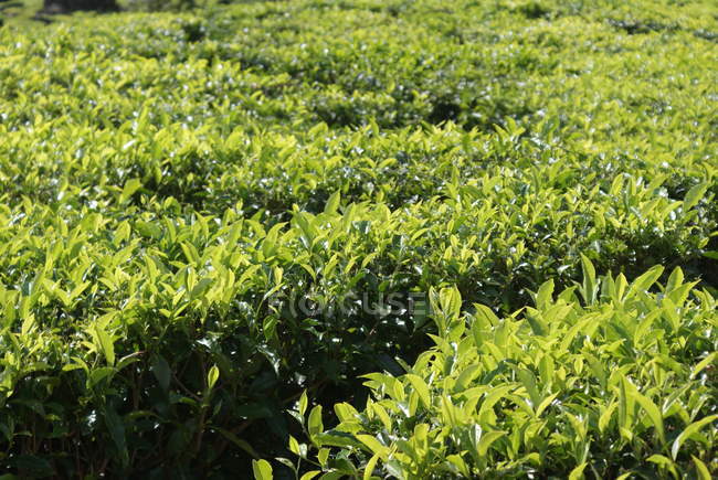 Closeup view of fresh green tea plantation — Stock Photo