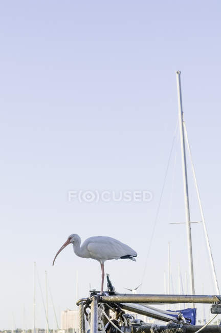 Американский белый ибис (Eudocimus albus) сидит в гавани — стоковое фото