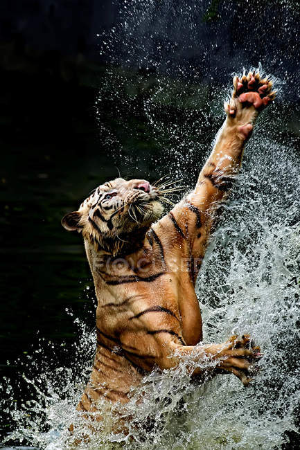 Tiger springen vom Wasser, um Nahrung zu fangen, Indonesien, Jakarta spezielle Hauptstadtregion, Ragunan — Stockfoto