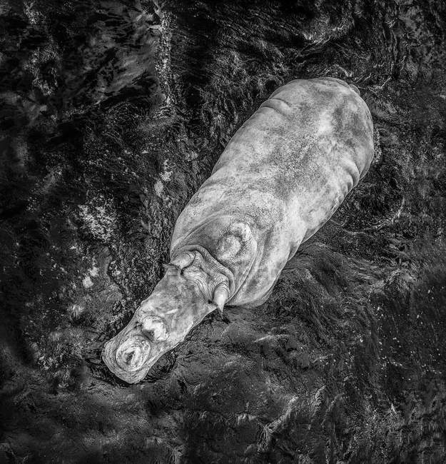Vista aérea de hipopótamo salvaje o anfibio hipopótamo en el agua - foto de stock