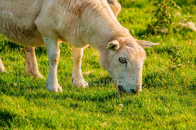 Крупный план выпаса овец на зеленом лугу — стоковое фото