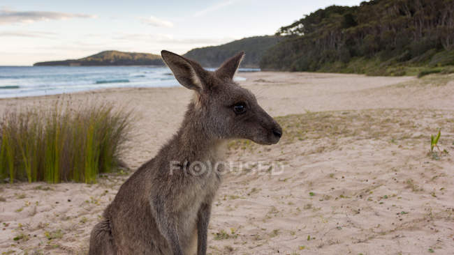 Кенгуру на гальковим пляжем, новий Південний Уельс, Австралія — стокове фото