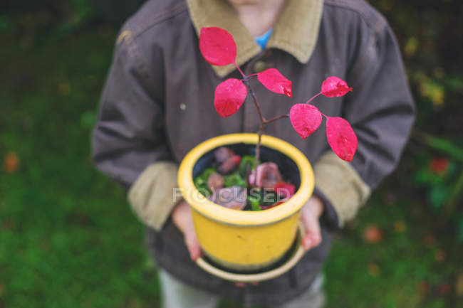 Garçon tenant pot de fleurs avec petit arbre — Photo de stock