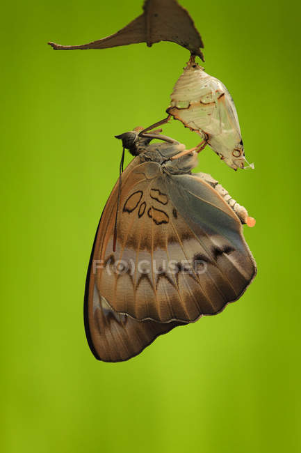 Vista de primer plano de la mariposa pseudozizeeria maha sobre fondo verde - foto de stock