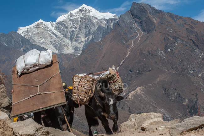 Яки, перевозящие припасы, Гималаи, Непал — стоковое фото