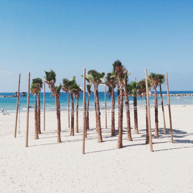 Beautiful palm trees on sandy beach against blue sky — Stock Photo
