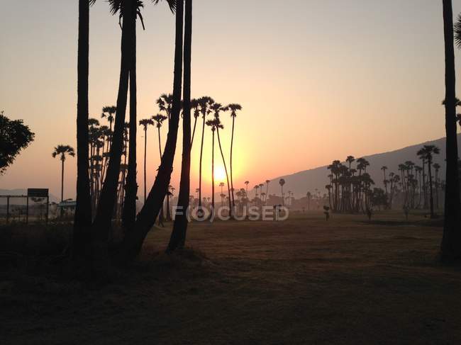 Sunrise over palm trees, Vishakapatnam Bypass, Vishakhapatnam, Andhra Pradesh, India — Stock Photo