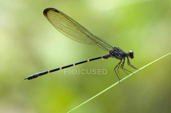 Cauda de bambu libélula contra fundo verde borrado — Fotografia de Stock