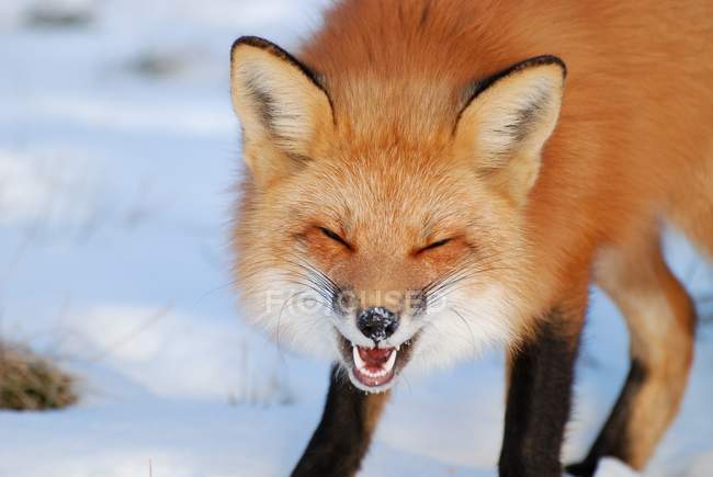 Retrato de cerca de un hermoso zorro parado sobre la nieve y riendo - foto de stock