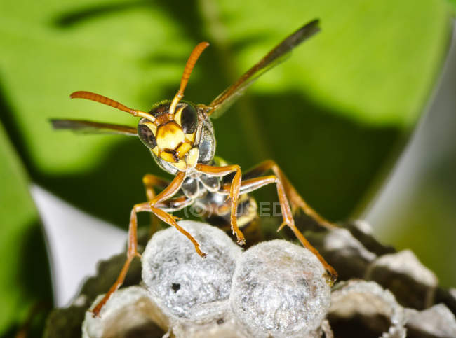 Fechar de uma vespa guardando a colmeia contra o fundo turvo — Fotografia de Stock