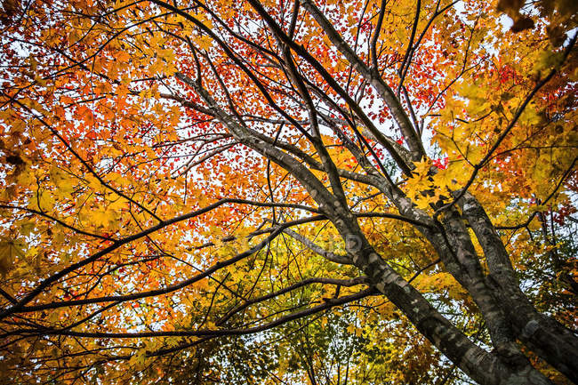 Vista panoramica ad angolo basso dell'albero autunnale, Hokkaido, Giappone — Foto stock
