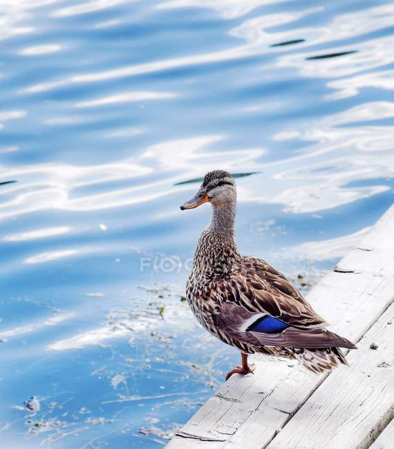 Primer plano del pato de pie en una pierna al lado del lago - foto de stock