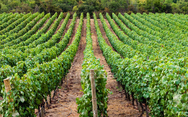 Fileiras de vinhas, Santa Cruz, Chile — Fotografia de Stock