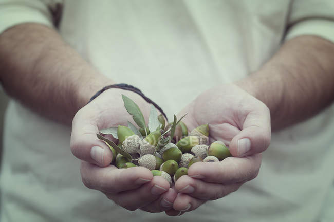Cropped image of Man holding a handful of acorns — Stock Photo