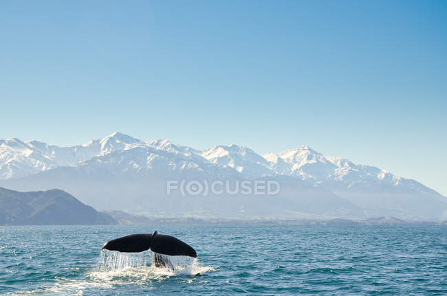 Живописный вид на хвостовой плавник китов, Новая Зеландия, Кантербери, Кайкоура — стоковое фото