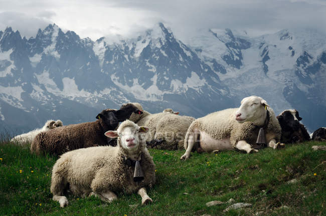 Blick auf niedliche Schafe auf der Weide mit Bergen im Hintergrund — Stockfoto
