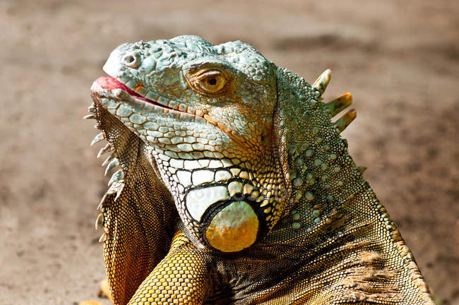 Vista lateral close-up do lagarto selvagem Iguana — Fotografia de Stock