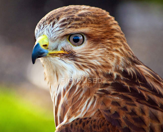 Closeup of Forest Buzzard head against blurred background — Stock Photo
