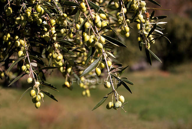 Green olives growing on tree in garden against blurred background — Stock Photo