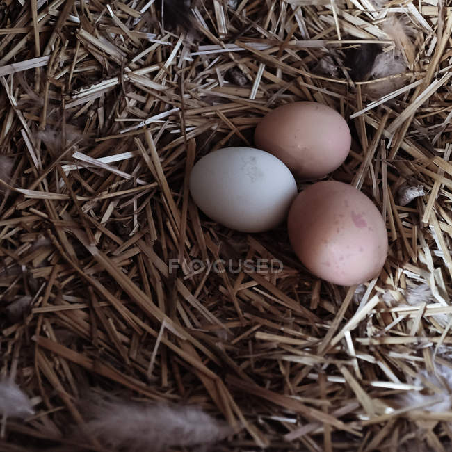 Tres huevos en el nido, Estados Unidos, Wyoming - foto de stock