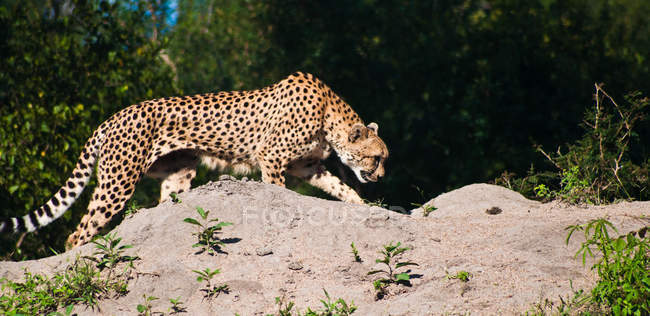 Vista de Wild Cheetah merodeando, Sudáfrica, Limpopo - foto de stock
