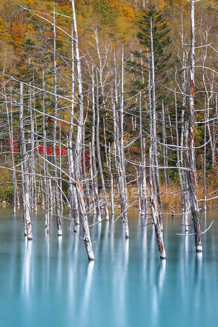 Vista panoramica di alberi morti nel lago blu, Hokkaido, Giappone — Foto stock