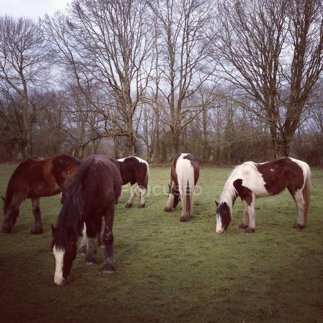 Cavalos comendo grama no campo de primavera — Fotografia de Stock