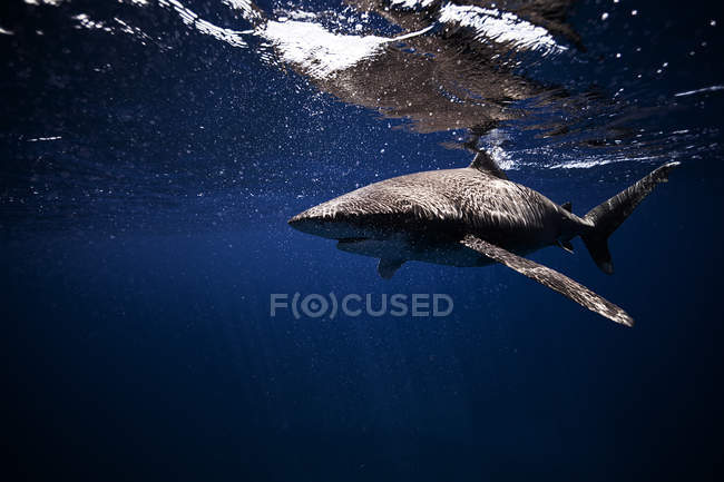 Tiburón oceánico de punta blanca nadando en aguas oceánicas - foto de stock