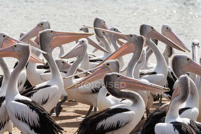Close-up of flock of pelicans standing next to sea — Stock Photo
