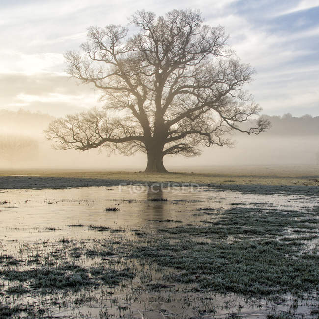 Живописный вид одинокого дерева, растущего на болоте — стоковое фото