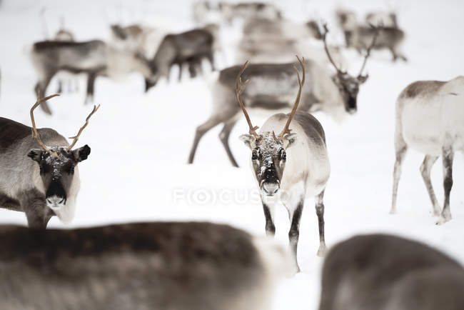 Manada de renas cautelosas andando na neve — Fotografia de Stock
