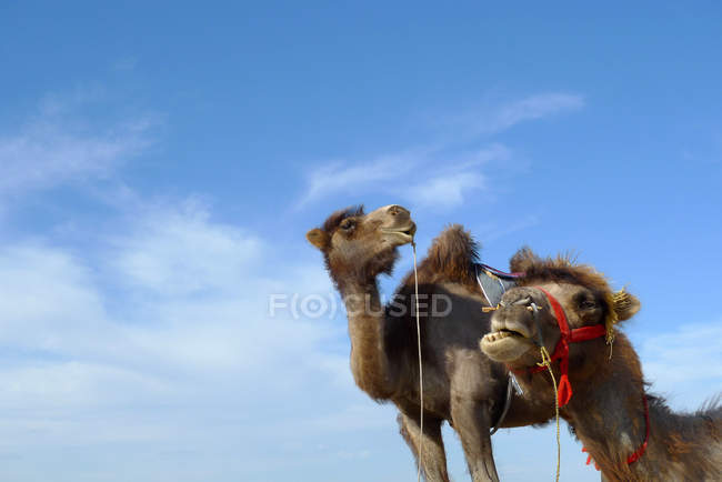 Due simpatici cammelli contro il cielo blu con nuvole bianche — Foto stock