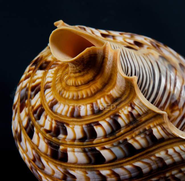 Close-up de uma concha — Fotografia de Stock