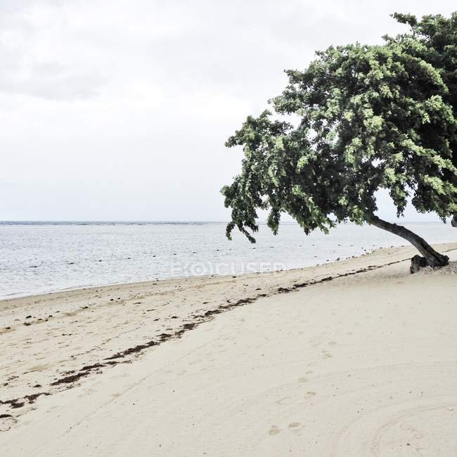 Green tree on sandy beach with calm water — Stock Photo