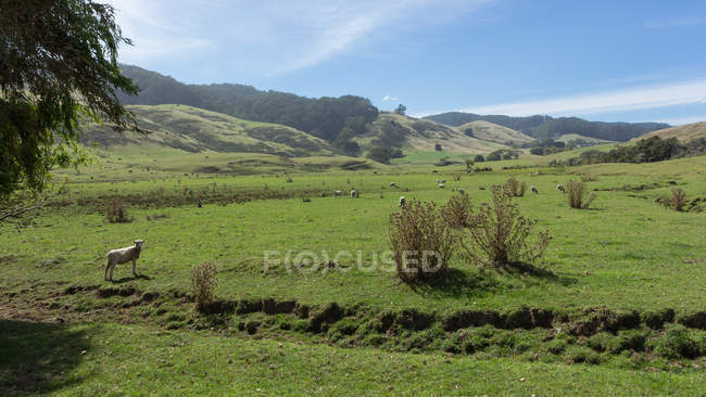 Vista panorámica del rebaño de ovejas en el campo, Hordern Vale, Victoria, Australia - foto de stock