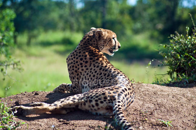 Vista trasera de la hermosa guepardo salvaje, Sudáfrica, Limpopo - foto de stock