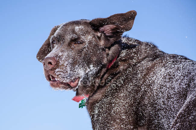 Labrador retriever jogando na neve contra fundo azul — Fotografia de Stock