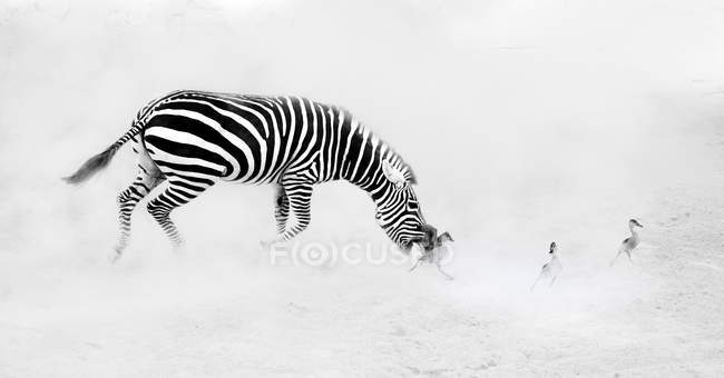Beautiful wild Zebra chasing goslings in dust — Stock Photo