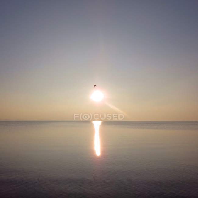 Vista distante do pássaro que voa sobre o mar no por do sol — Fotografia de Stock