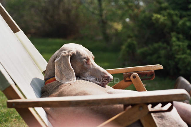Vista lateral del lindo perro Weimaraner sentado en una silla de cubierta al aire libre - foto de stock